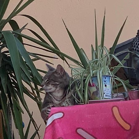 Pozzo Di Borgo Apartman Ajaccio  Kültér fotó
